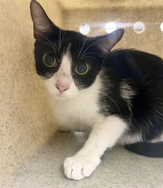 An adult medium-sized female Domestic Short Hair cat named Julietta for adoption in Tallahassee, FL