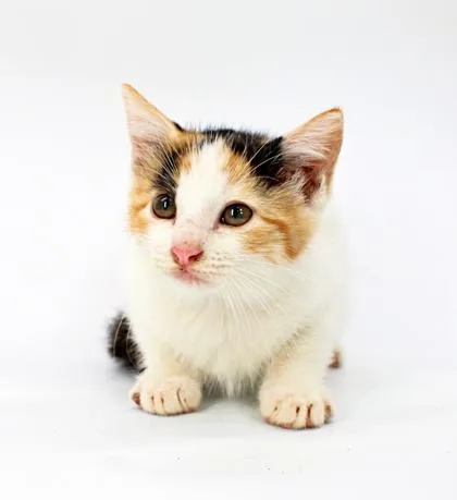 A baby small-sized female Domestic Short Hair cat named Pebbles for adoption in Morton Grove, IL