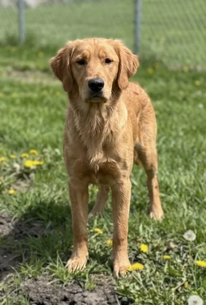 A young medium-sized male Golden Retriever dog named Charlie for adoption in Baraboo, WI