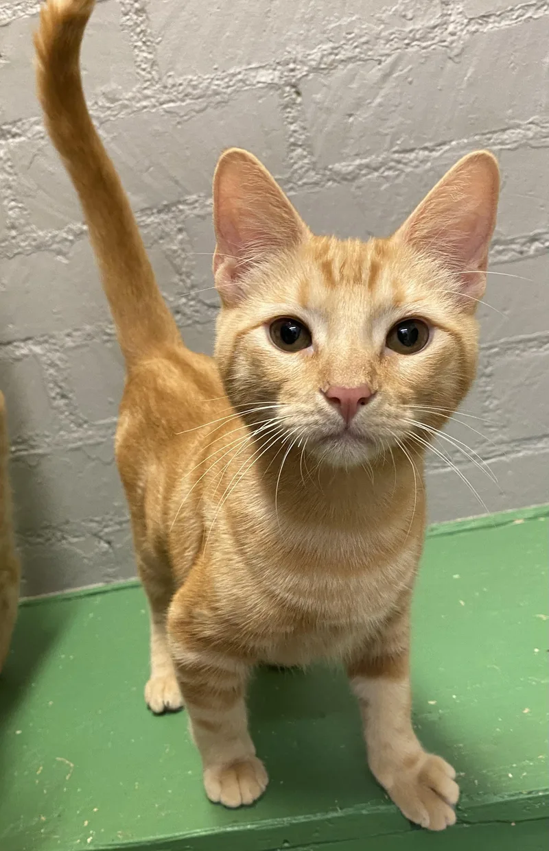 A baby medium-sized male Tabby (Orange / Red) Domestic Short Hair cat named Mcgregor for adoption in Los Angeles, CA