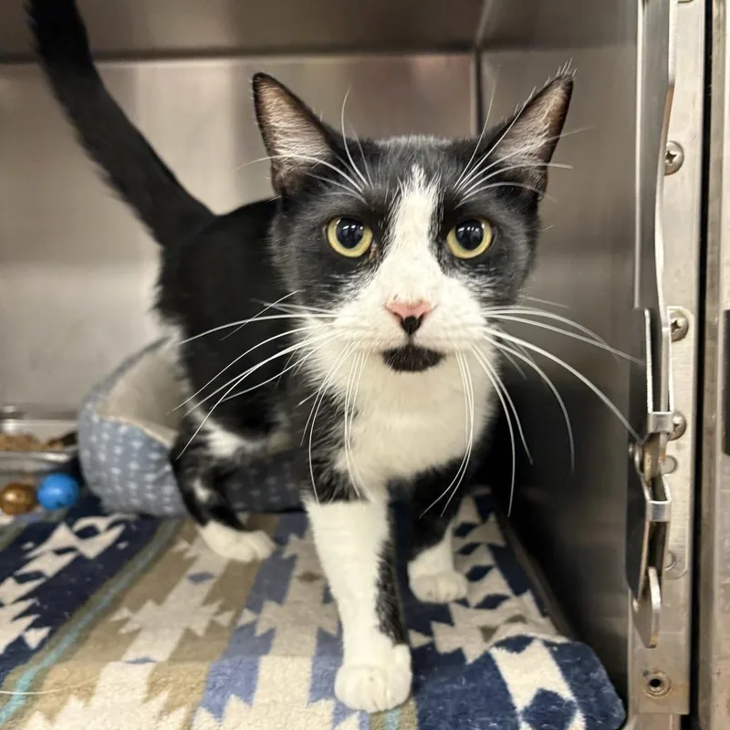 An adult large-sized male Black Domestic Short Hair cat named Oliver for adoption in Beaumont, TX