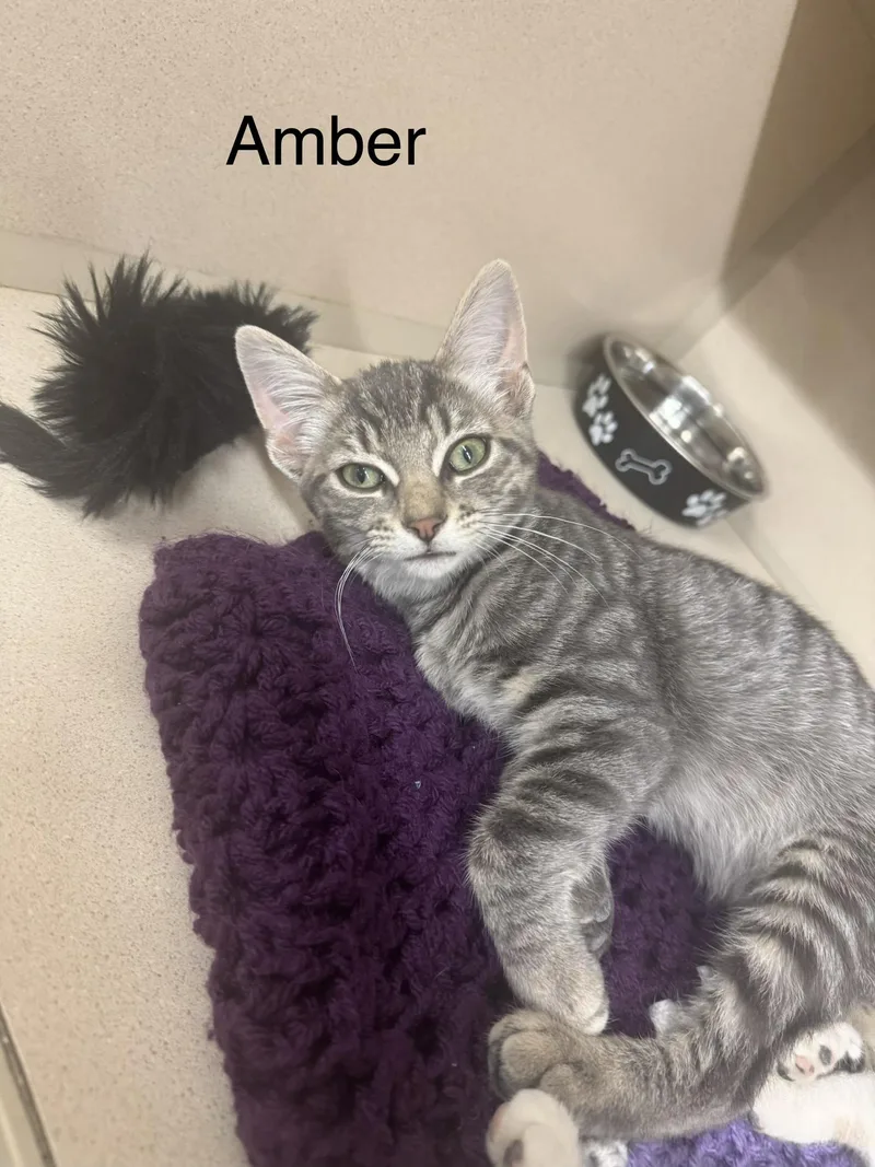 A baby medium-sized female Tabby (Gray / Blue / Silver) Domestic Short Hair cat named Amber for adoption in Ulster, PA