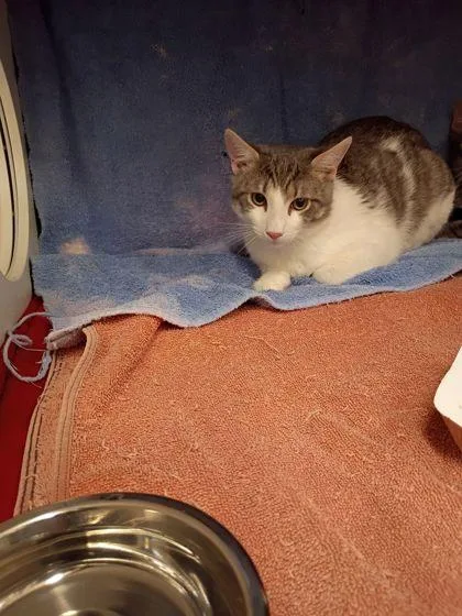 A young small-sized unknown Domestic Short Hair cat named Star for adoption in Atlanta, GA