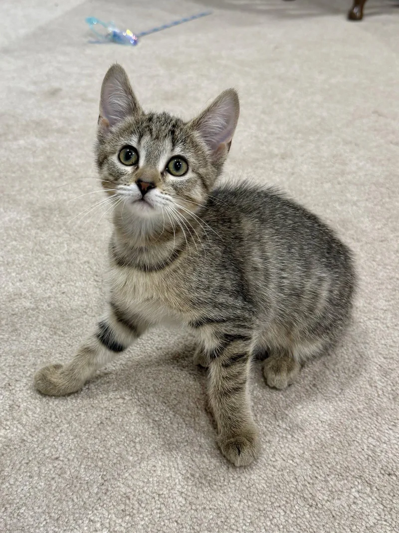 A baby medium-sized female Domestic Short Hair cat named CAT Fifi for adoption in GILBERTS, IL