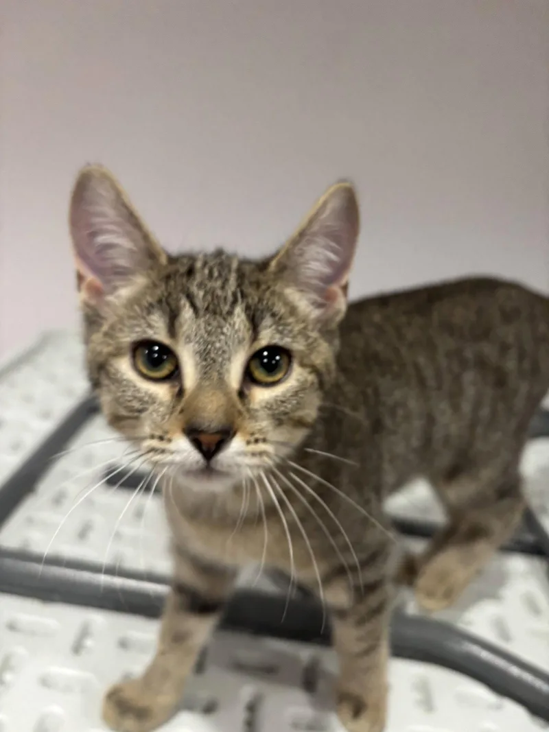 CAT  Fifi thumbnail 2