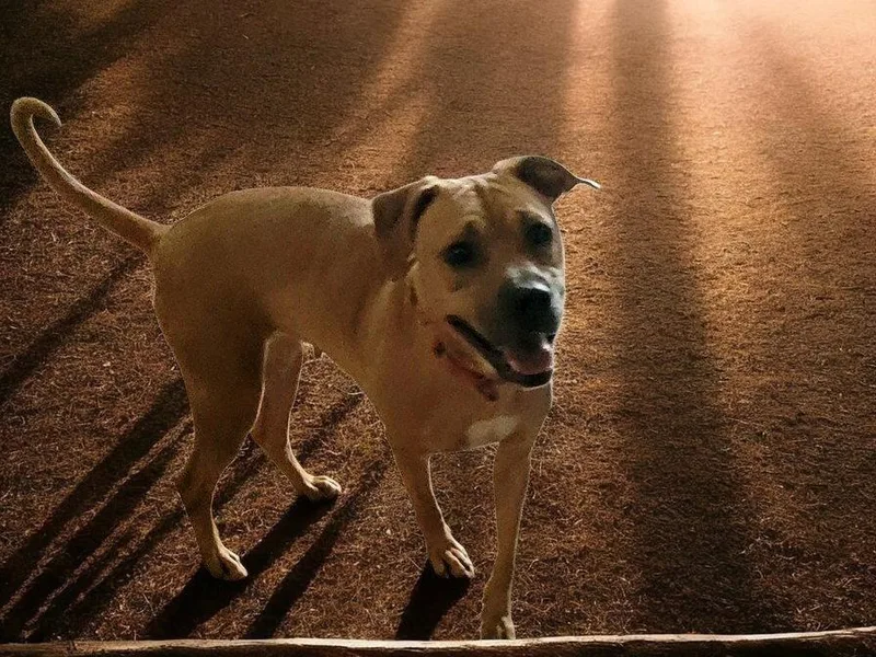 A young medium-sized female Beagle dog named Cinnamon Bun for adoption in Powell, OH