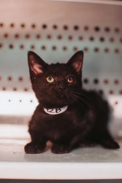 A young small-sized female Domestic Short Hair cat named B Lady for adoption in North Charleston, SC