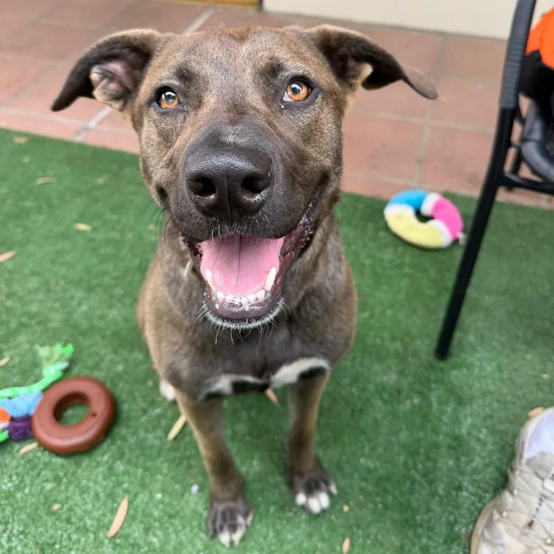 A young medium-sized female Brown / Chocolate Plott Hound dog named Flower for adoption in Pasadena, CA