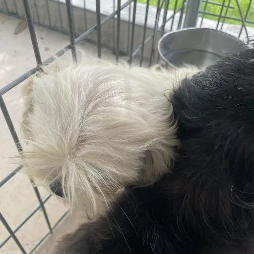 A young small-sized male White / Cream Shih Tzu dog named Barry for adoption in Madison, WI