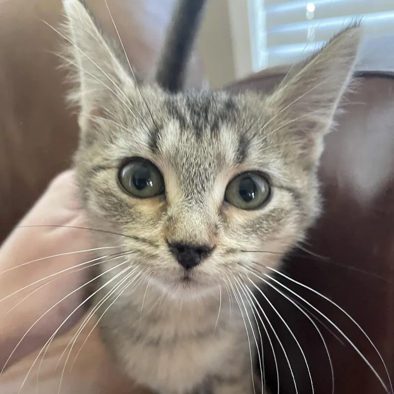 Muffin thumbnail 3