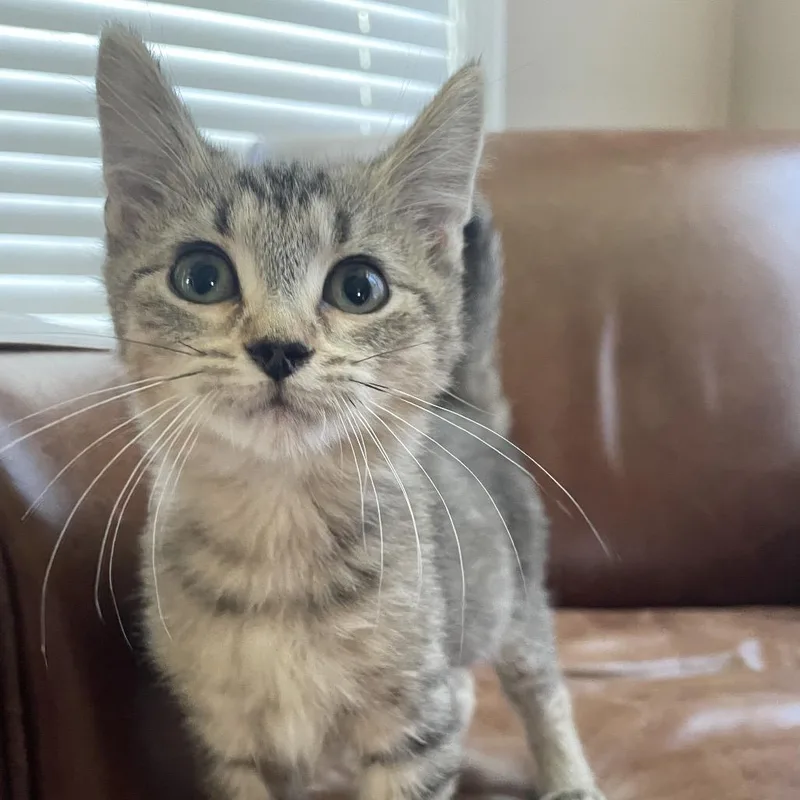 Muffin thumbnail 4