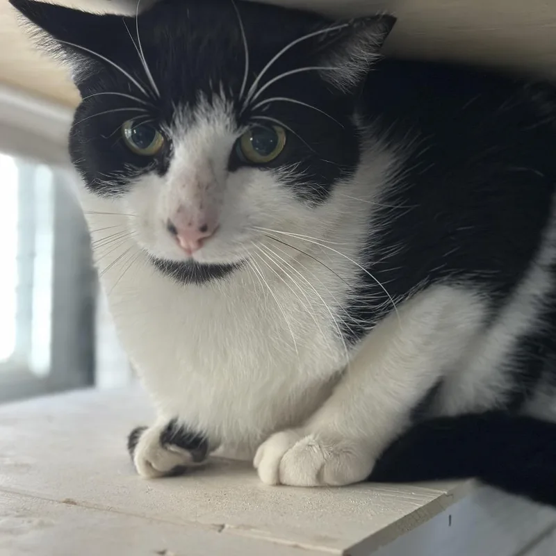 Black Beard thumbnail 2