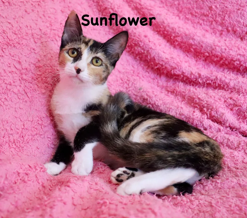 A baby medium-sized female Calico cat named Sunflower for adoption in Saint Augustine, FL