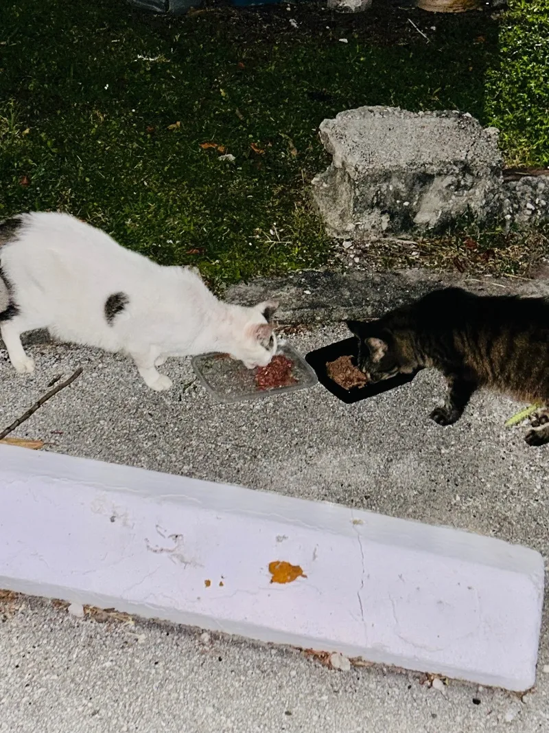 An adult large-sized female Brown / Chocolate Maine Coon cat named Casper And Jasper for adoption in Palm City, FL