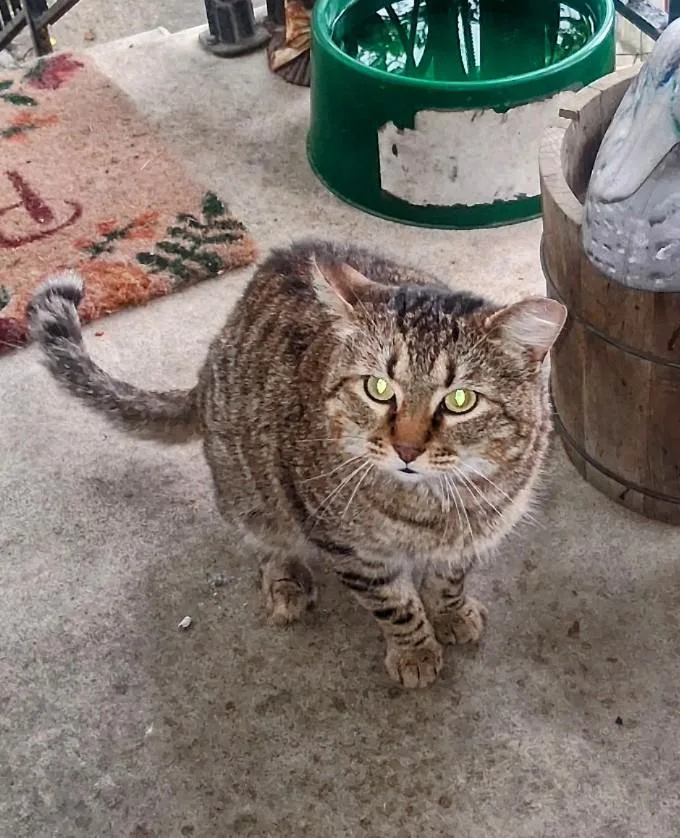 Munchkin thumbnail 2