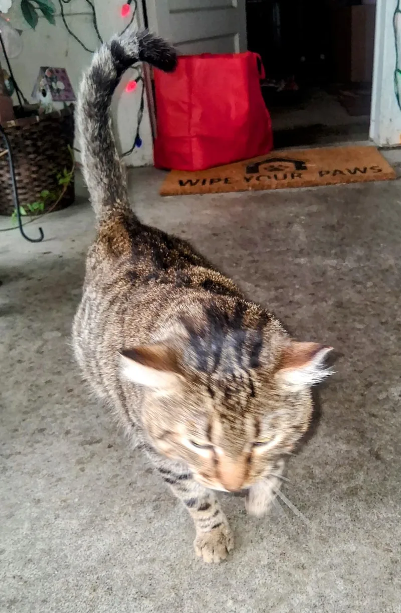 Munchkin thumbnail 3