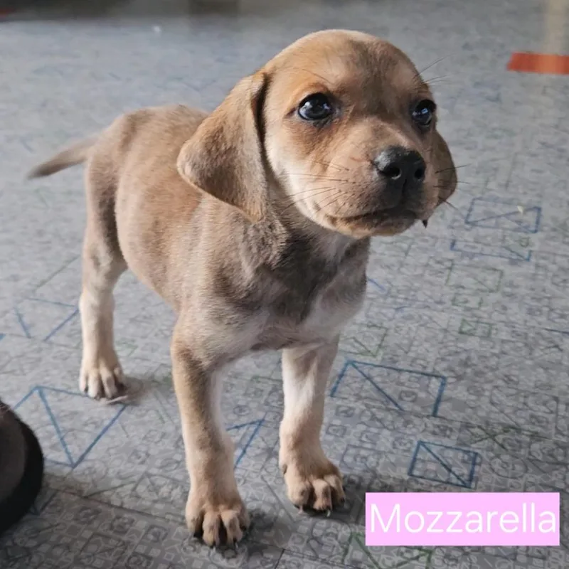 Mozzarella