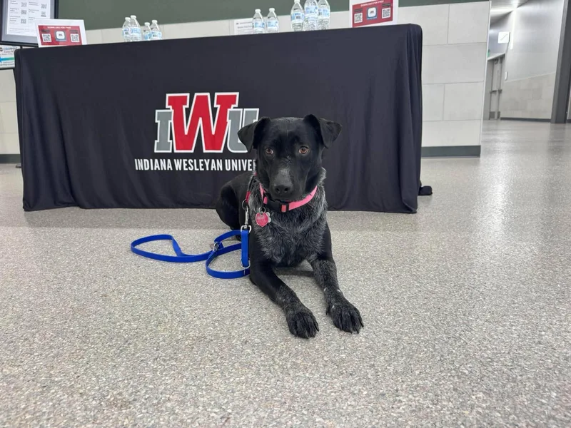 An adult medium-sized female Labrador Retriever dog named Maybelle for adoption in Houston, TX