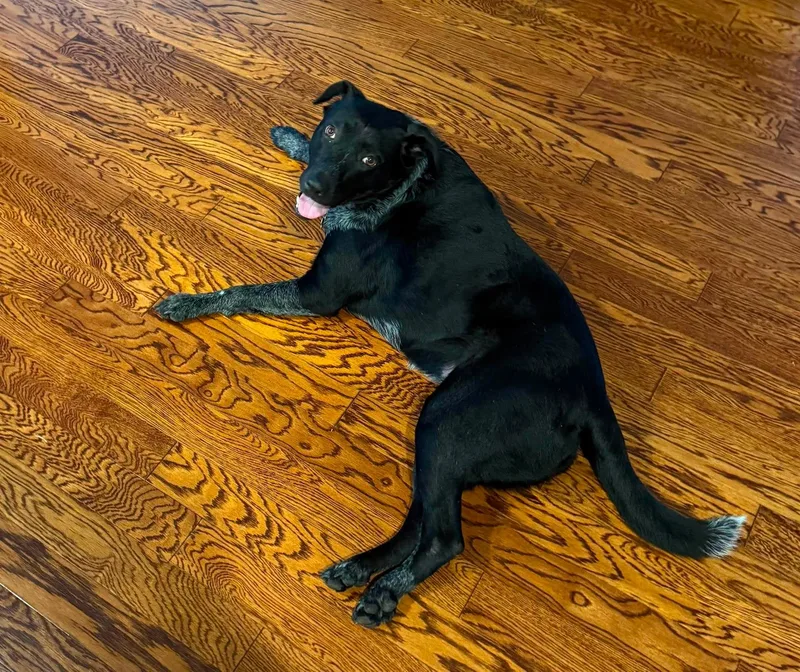 Maybelle thumbnail 4