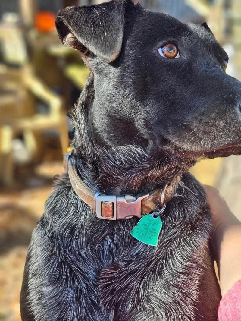 Maybelle thumbnail 5