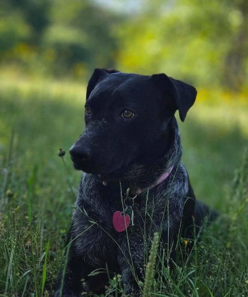 Maybelle thumbnail 6