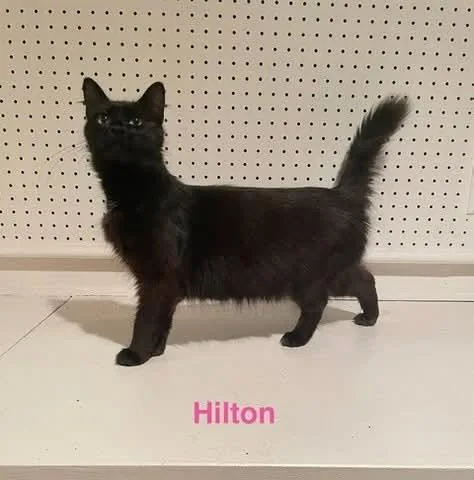An adult medium-sized female Domestic Medium Hair cat named Hilton for adoption in Manchester, MD