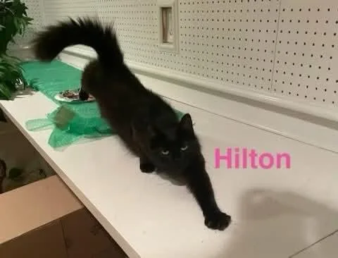Hilton thumbnail 2