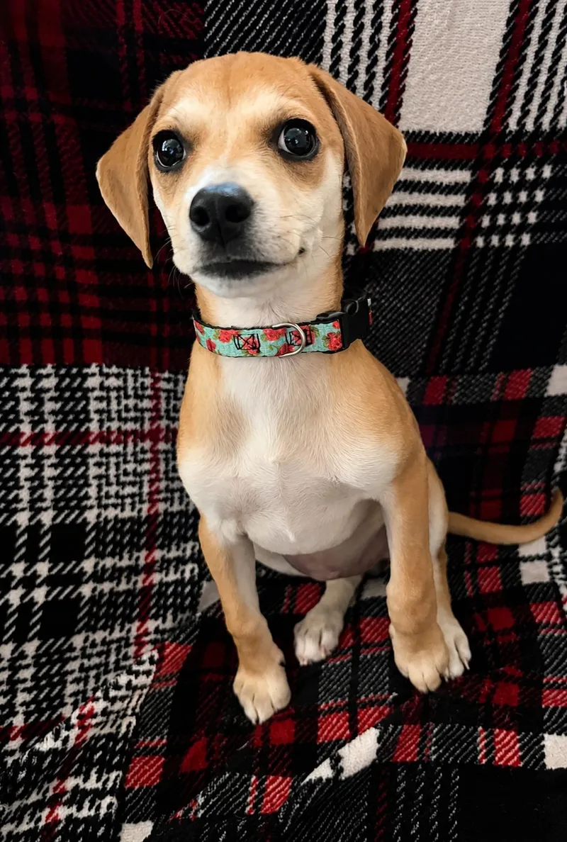 A baby small-sized female Apricot / Beige Dachshund dog named Papaya for adoption in San Diego, CA