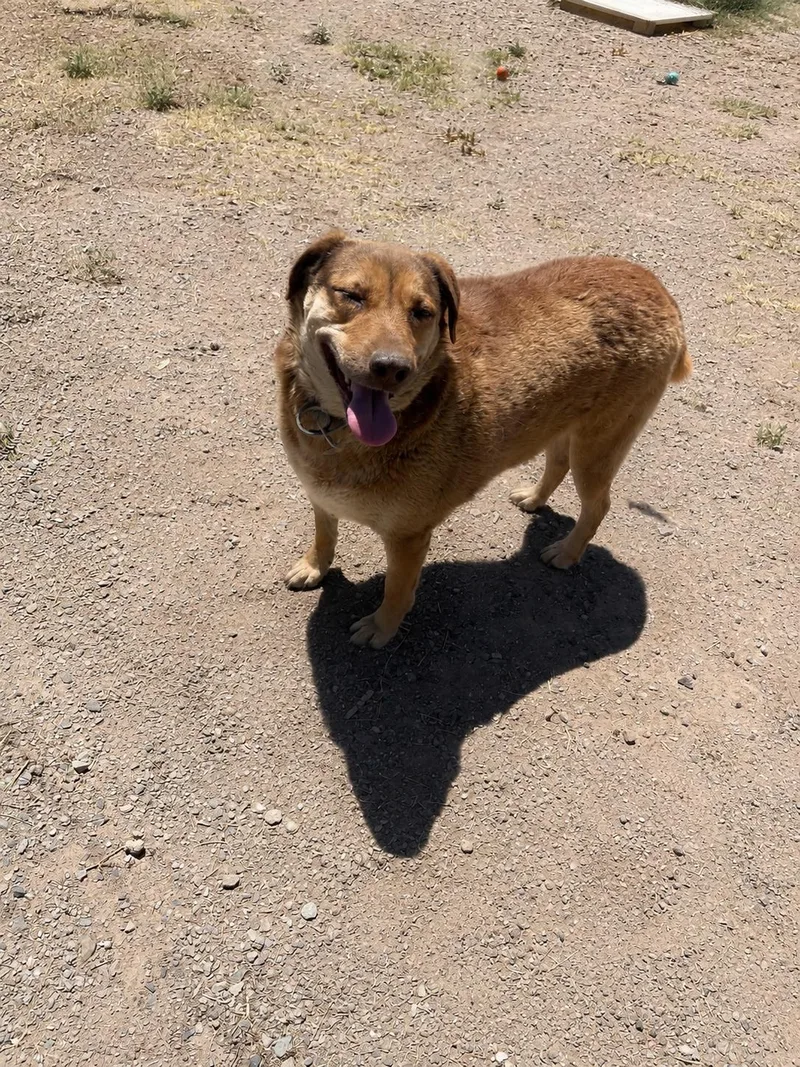 An adult large-sized female Bicolor Black Labrador Retriever dog named Bailey for adoption in Lordsburg, NM