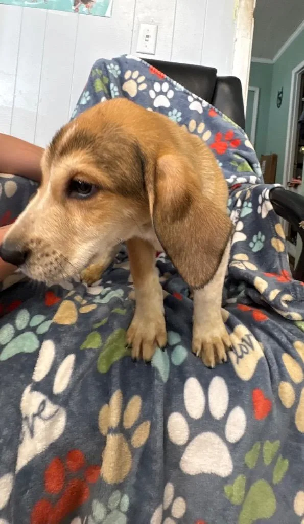 A baby small-sized male Hound dog named Bandit for adoption in Fayetteville, TN