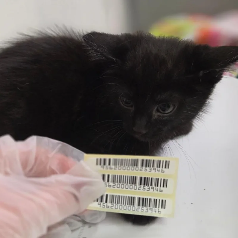 A baby small-sized male Black Domestic Short Hair cat named Watson for adoption in Charleston, WV