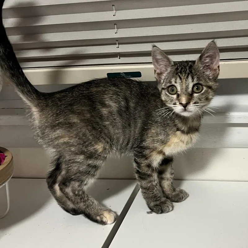 A baby small-sized female Brown / Chocolate Domestic Short Hair cat named Doris for adoption in Rochester, MN