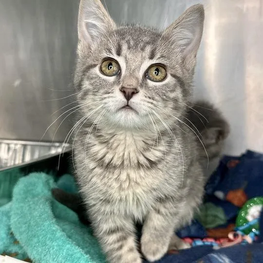 A baby small-sized female Gray / Blue / Silver Domestic Short Hair cat named Slate for adoption in Matteson, IL