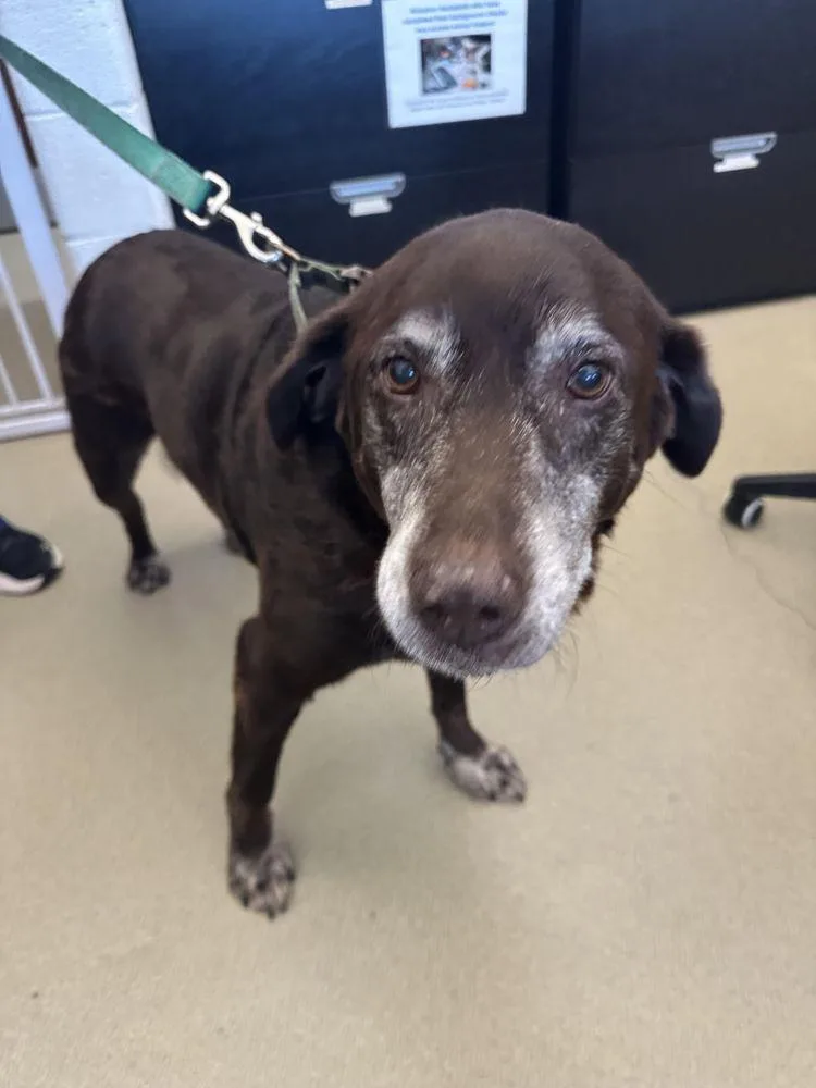 A senior large-sized female Brown / Chocolate Labrador Retriever dog named Charlotte for adoption in Alexandria, VA