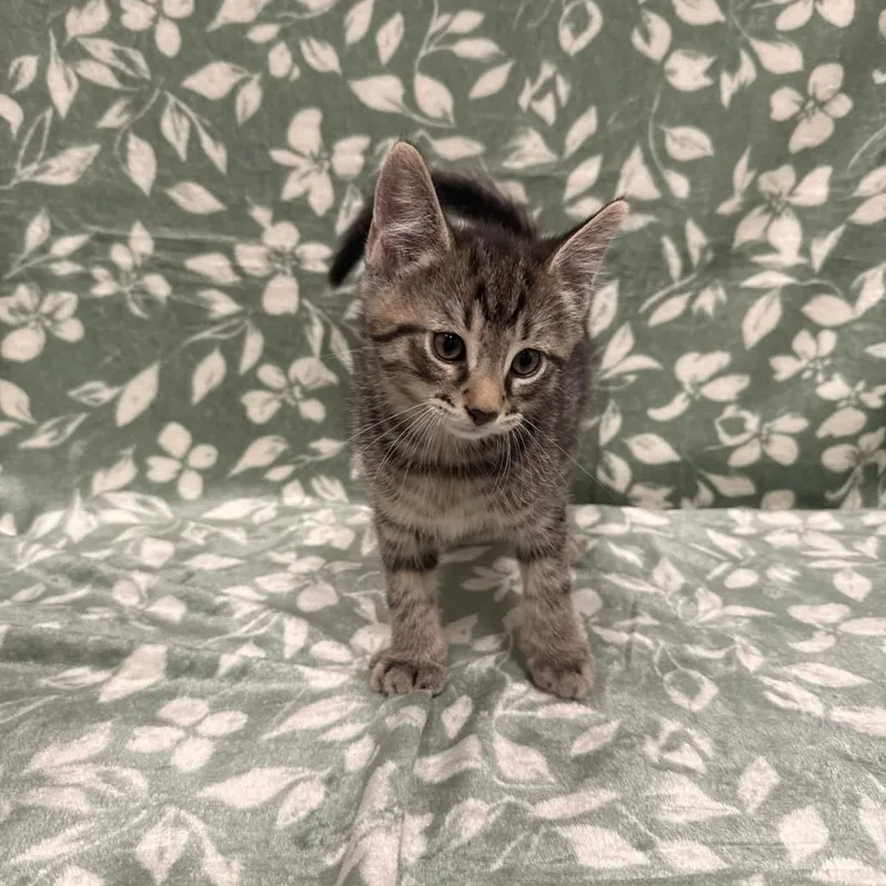 A baby small-sized male Brown / Chocolate Domestic Short Hair cat named Rigatoni for adoption in Delaware, OH