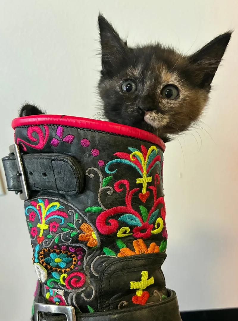 A baby medium-sized female Tortoiseshell cat named Cleo for adoption in Pasco, WA