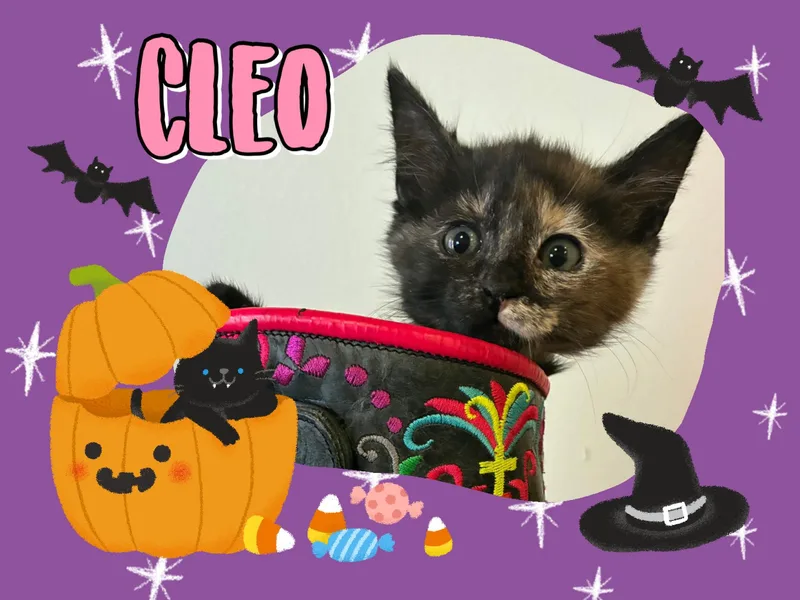 Cleo thumbnail 2
