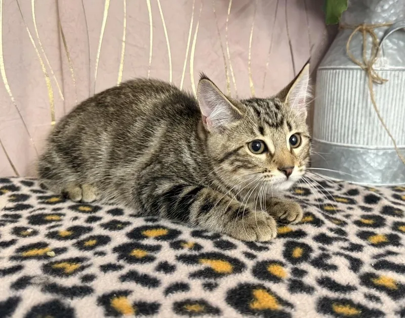 A baby medium-sized female Tabby (Brown / Chocolate) Tabby cat named Puddin for adoption in Long Beach, MS