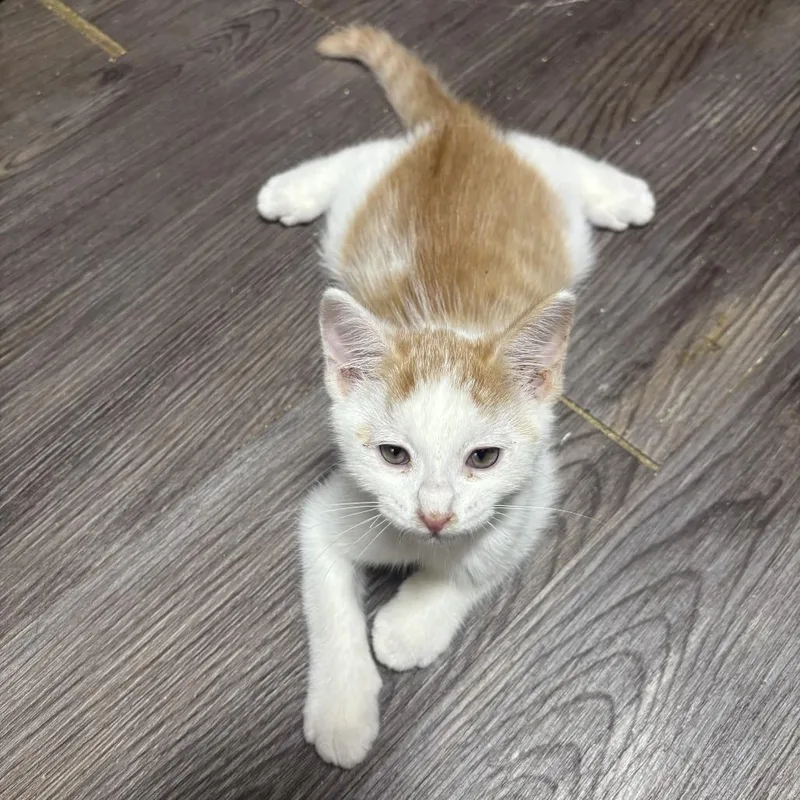 Spanky