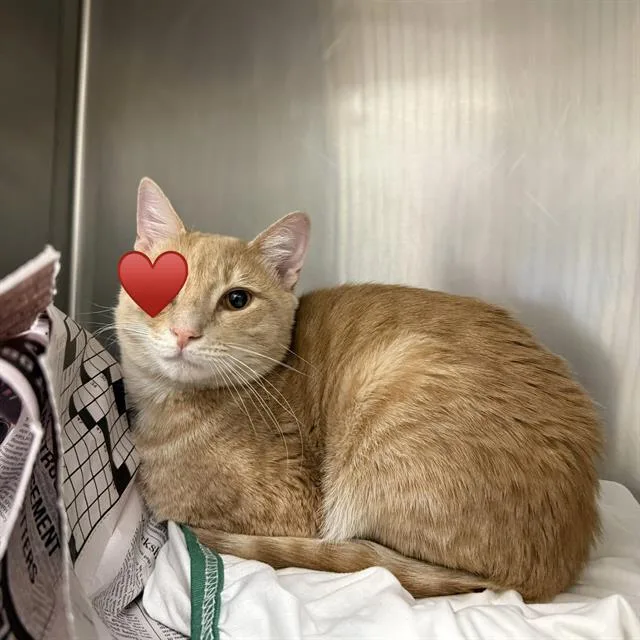 A young medium-sized male Domestic Short Hair cat named Roger for adoption in San Antonio, TX
