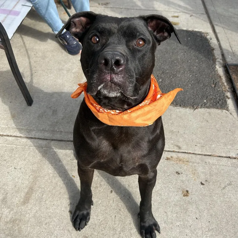 An adult large-sized male Black Labrador Retriever dog named Brooks for adoption in Weimar, CA