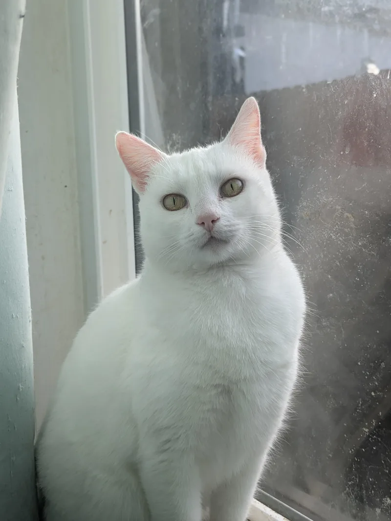 A young medium-sized female White Domestic Short Hair cat named Nieve for adoption in Bell Gardens, CA