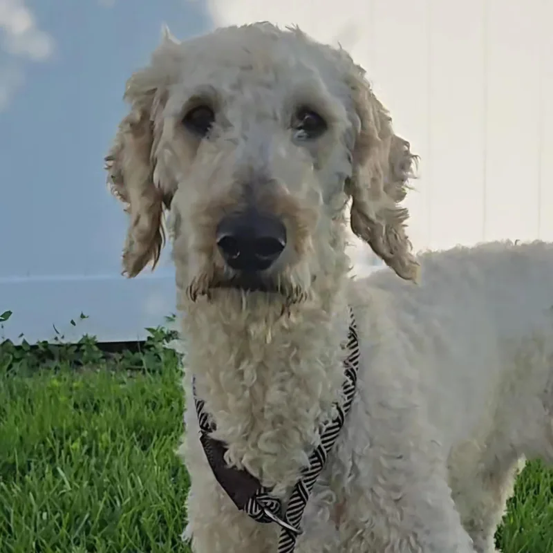 An adult medium-sized male White / Cream Goldendoodle dog named Marshmallow for adoption in Normal, IL