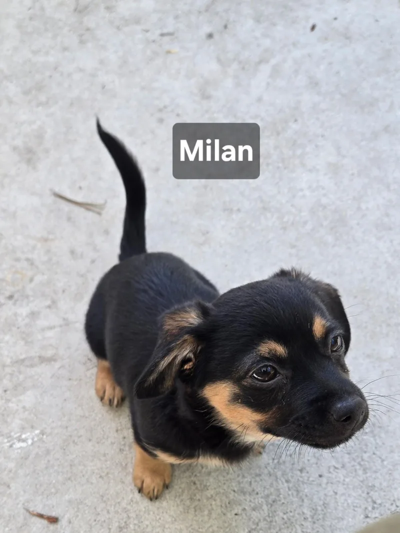 Puppies thumbnail 2