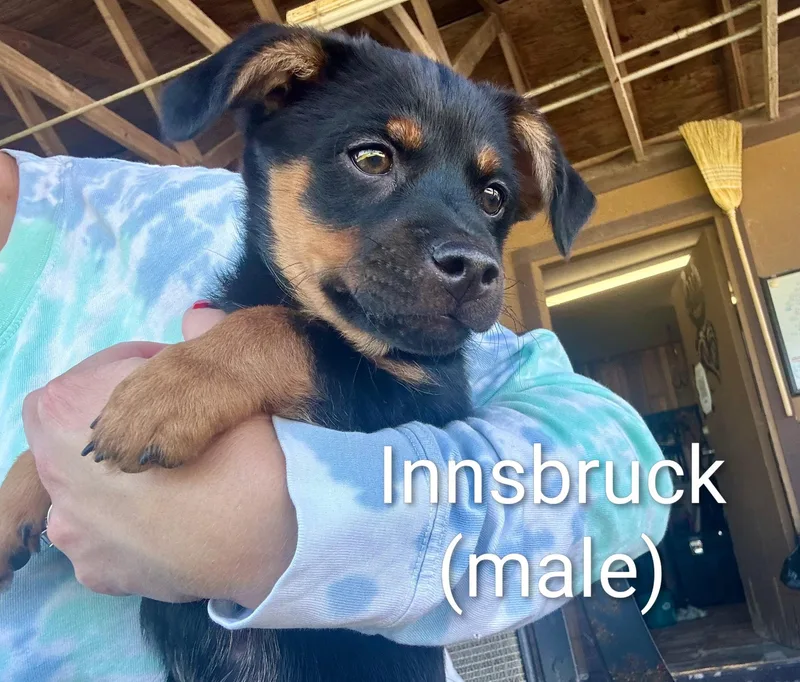 Puppies thumbnail 3