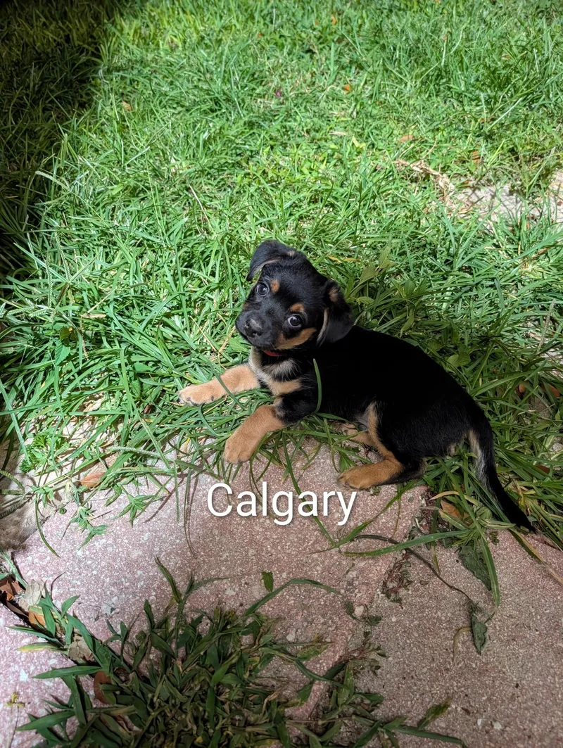Puppies thumbnail 4
