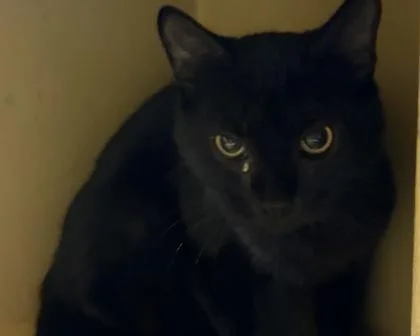 A baby small-sized male Domestic Short Hair cat named Bruno for adoption in West Seneca, NY
