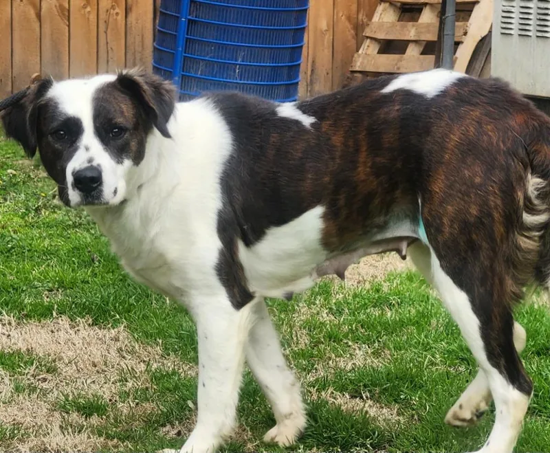A young medium-sized female Labrador Retriever dog named Asiago for adoption in Little Rock, AR