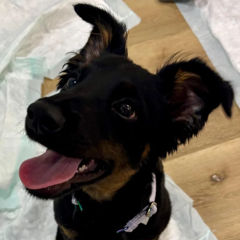A baby medium-sized female Black Australian Cattle Dog / Blue Heeler dog named Scarlet for adoption in Springboro, OH