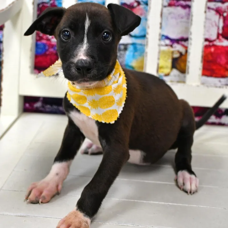 Nala thumbnail 2
